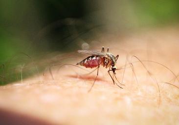 Cómo saber qué tipo de insecto me ha picado según el aspecto de la picadura