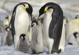 El deshielo de la Antártida frustra, por primera vez, la cría del pingüino emperador