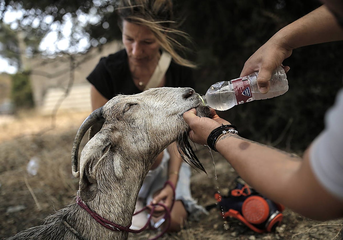 La Asociación de Pastores de Alejandrópolis, comunicaba este lunes que al menos 4.000 cabras y ovejas han fallecido en la región del Evros
