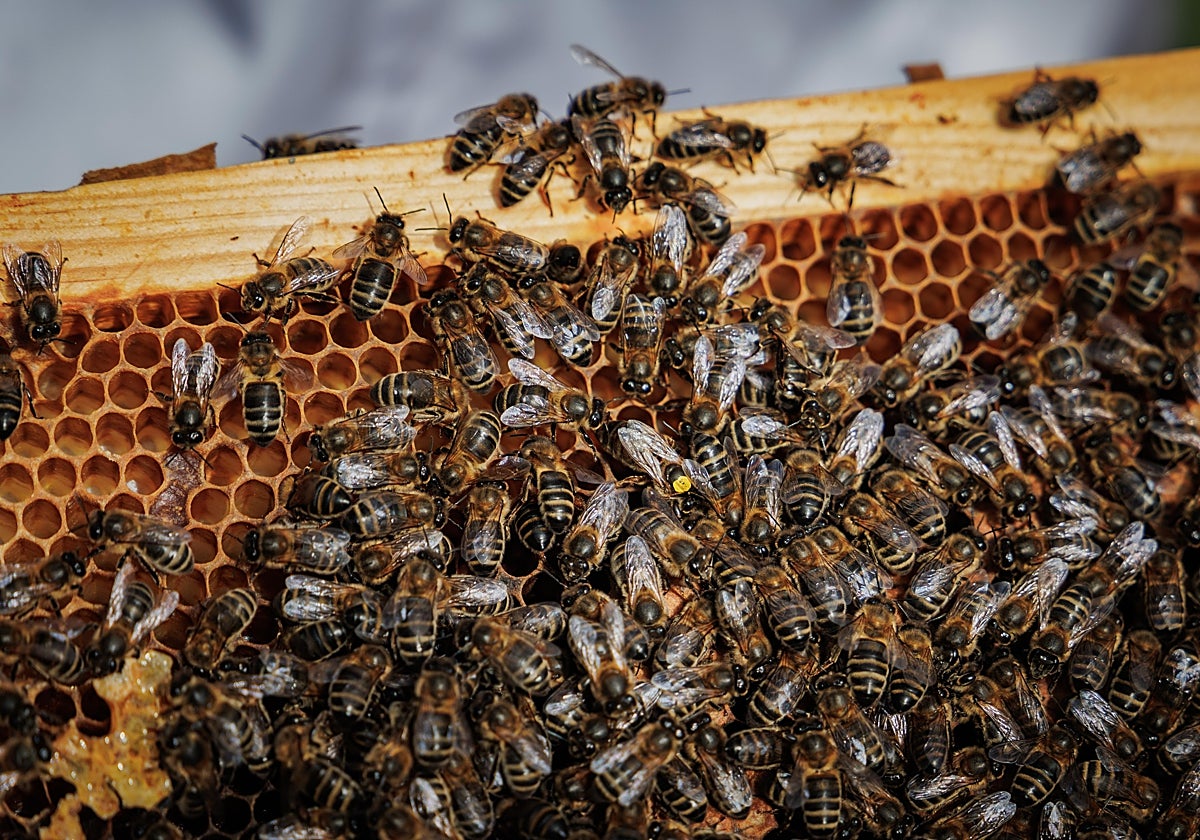 Panel de abejas. Decenas de cajas se deslizaron en un camino de Burlington, en el estado de Ontario