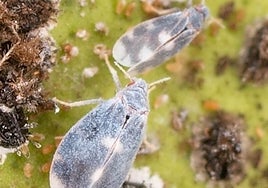 Alerta por la llegada de una mosca asiática depredadora que es resistente a insecticidas