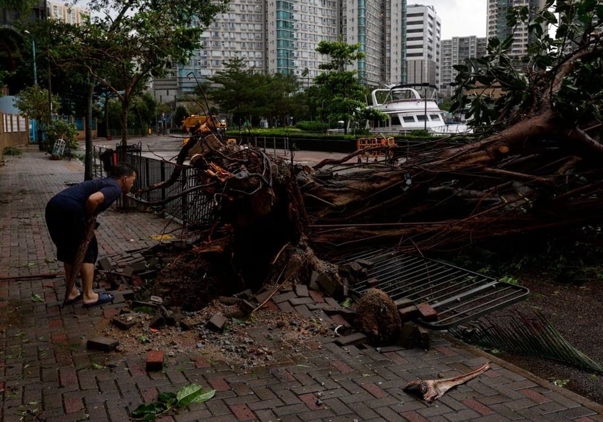 Un hombre observa los árboles caídos tras el paso del tifón Saola por Hong Kong