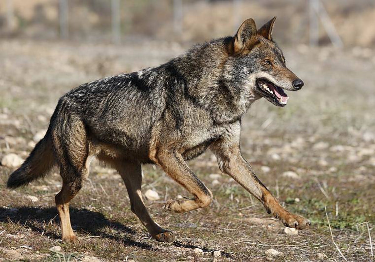 Un ejemplar de lobo ibérico en la sierra de Guadalajara