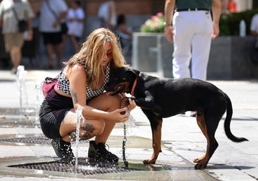 Todo lo que debes saber sobre el curso obligatorio para dueños de perros de la Ley de Bienestar Animal