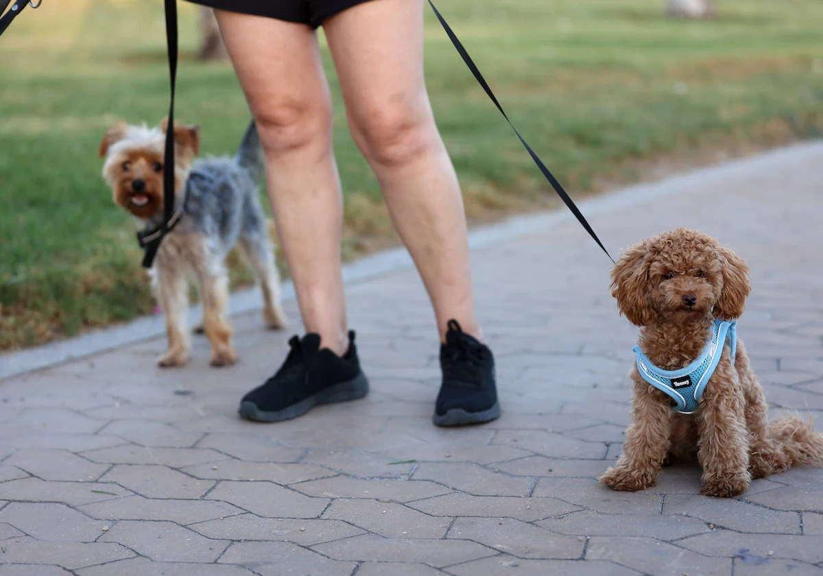 es peligroso pasear perros