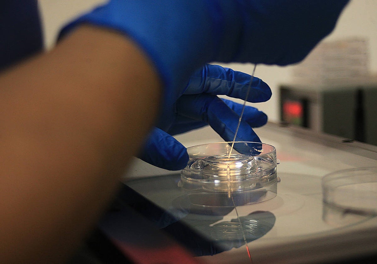 Fecundación in vitro