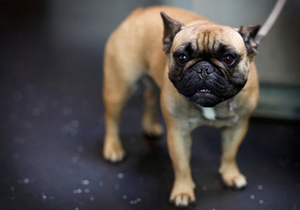 el color corre seguro para los perros