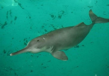 La extinción masiva de especies causa una rápida mutilación del árbol de la vida: «Es una grave amenaza para la civilización»