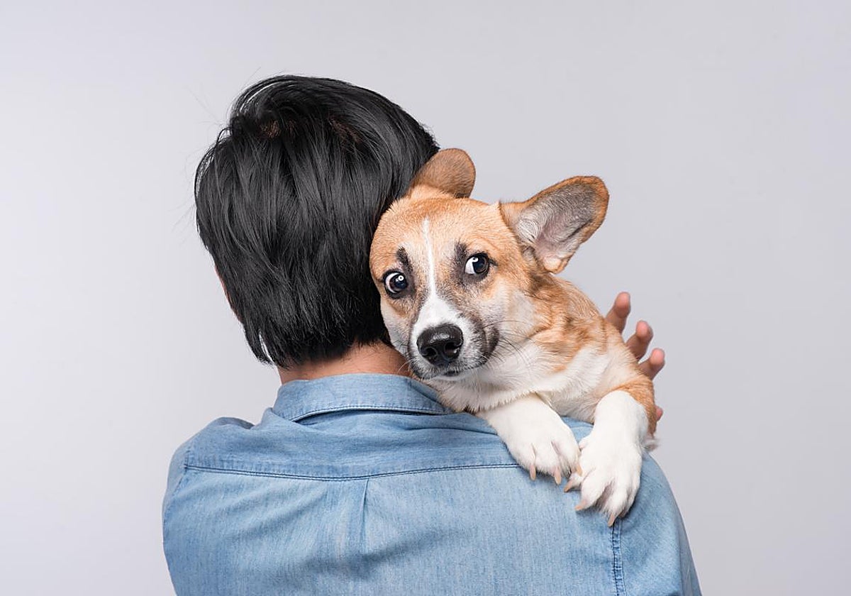 Los perros tienen 300 millones de receptores olfativos