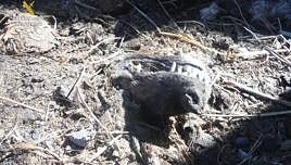 Tráfico de perros en Gran Canaria, 482 animales y ganancias de 265.000 euros