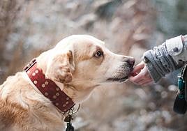 Así puedes pedir la ayuda para asistencia veterinaria gratis de tu perro o gato