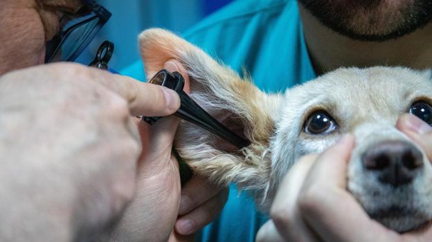 Se deben cumplir ciertos requisitos para optar a la ayuda de asistencia veterinaria gratuita