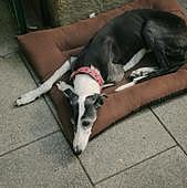 Los collares para perros que estarán prohibidos a partir del 29 de septiembre