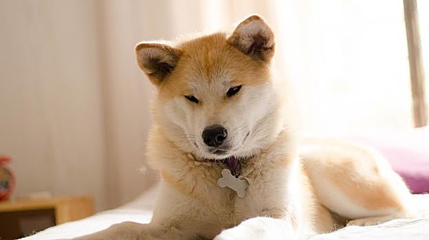 Akita Inu