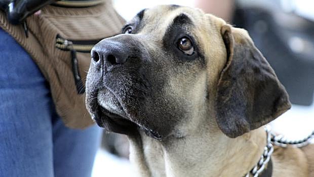 Fila Brasileiro
