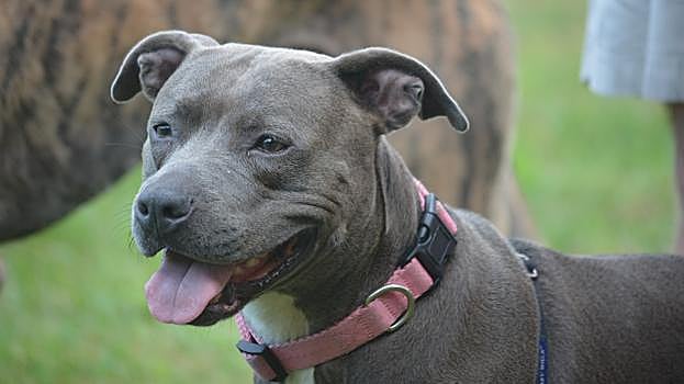 Pit Bull Terrier
