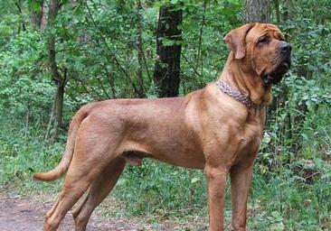 Esta es la lista completa de perros potencialmente peligrosos según la nueva ley de bienestar animal