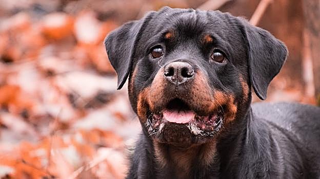 Rottweiler