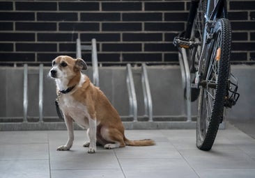 ¿Es posible cogerse la baja laboral para cuidar a tu mascota con la nueva ley de Bienestar Animal?