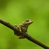 El apocalipsis silencioso de los anfibios empuja al 40% hacia la extinción: «Es un desastre ecológico»