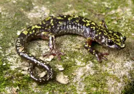 La cruda realidad de las salamandras: tres de cada cinco están en peligro de extinción
