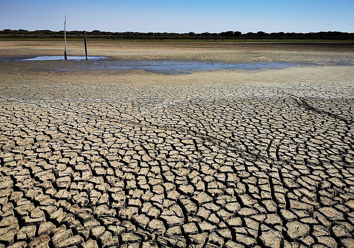 La laguna de Santa Olalla, la única permanente que quedaba en Doñana, se secó completamente en el verano de 2022