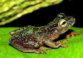 Descubren una nueva forma de huir de los depredadores: mimetizarse con  excremento