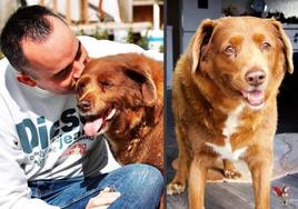 Muere a los 31 años Bobi, oficialmente el perro más viejo del mundo