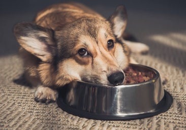 ¿Dar sobras de nuestra comida a las mascotas? Riesgos y peligros de esta práctica