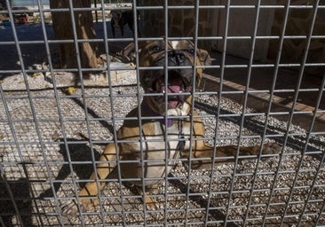 Los criadores de perros, en contra de prohibir razas: «Es un problema más de personas»