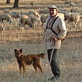 Consejos para evitar ataques de perros: «Nunca toques a un animal, ni en el campo ni en la ciudad»