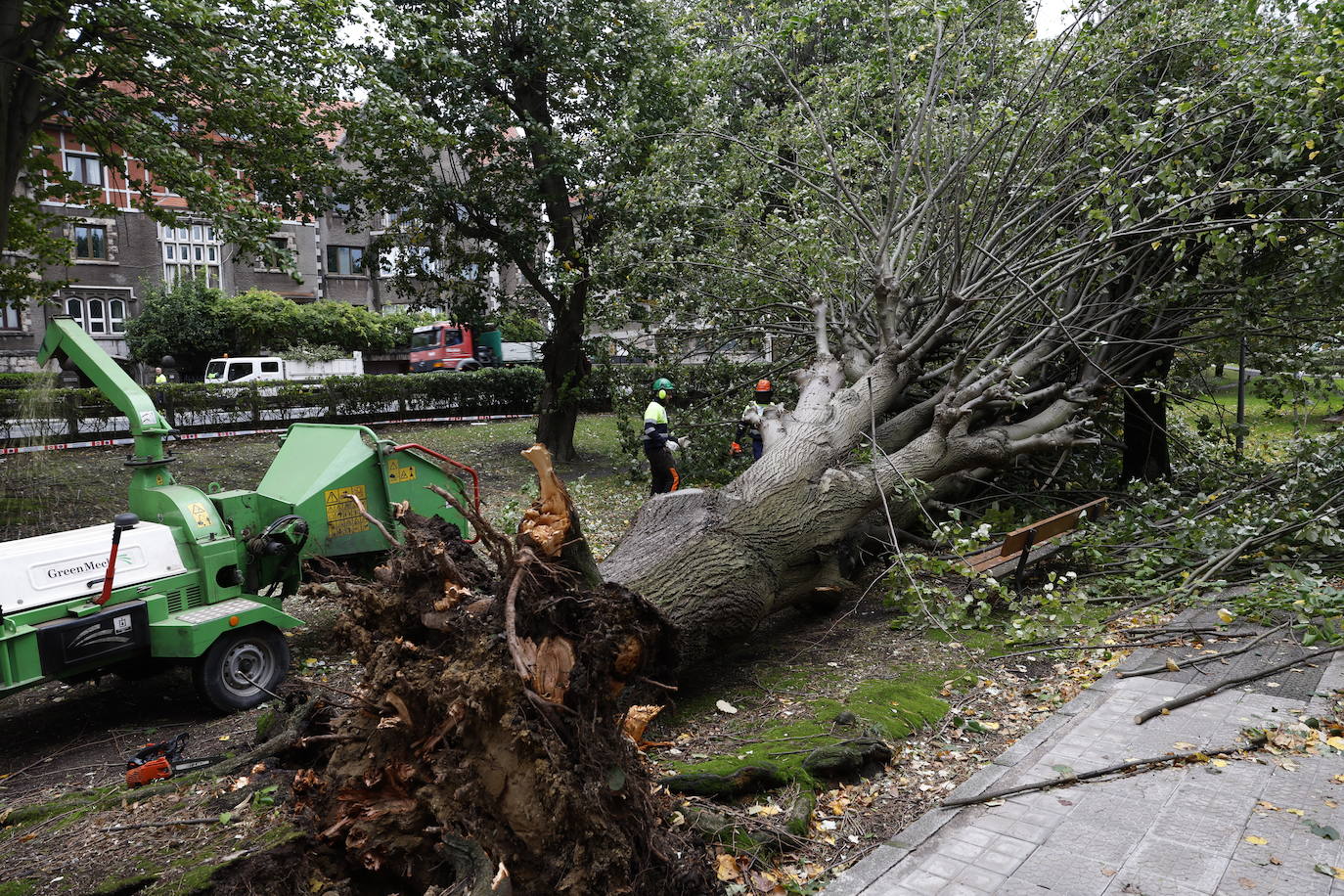 Los servicios municipales trabajan este jueves en Getxo (Bizkaia) en la retirada de un árbol de grandes dimensiones que ha caído al paso de la borrasca Ciaran
