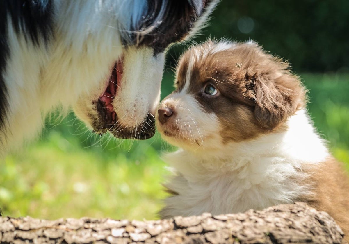 El mito de los siete años: cómo calcular realmente la edad humana de tu perro