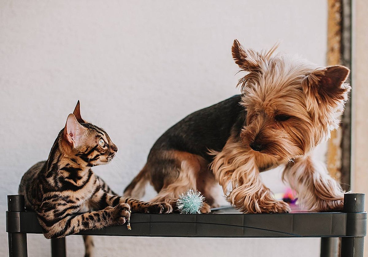 Todo el mundo sabe que el perro es el mejor amigo del hombre, sin embargo, los gatos también pueden ser unos grandes compañeros
