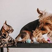 ¿Qué nos hace más felices, tener perro o gato? La ciencia da la respuesta