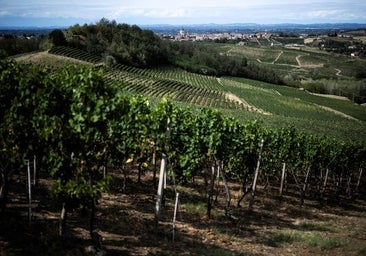 El clima extremo empuja la producción mundial de vino a su nivel más bajo en más de 60 años