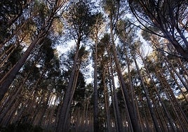 Ciudades más verdes, ríos sin barreras y espacios protegidos sanos: la UE acuerda restaurar un 20% de sus tierras para 2030