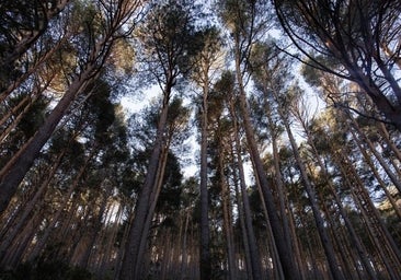 Ciudades más verdes, ríos sin barreras y espacios protegidos sanos: la UE acuerda restaurar un 20% de sus tierras para 2030