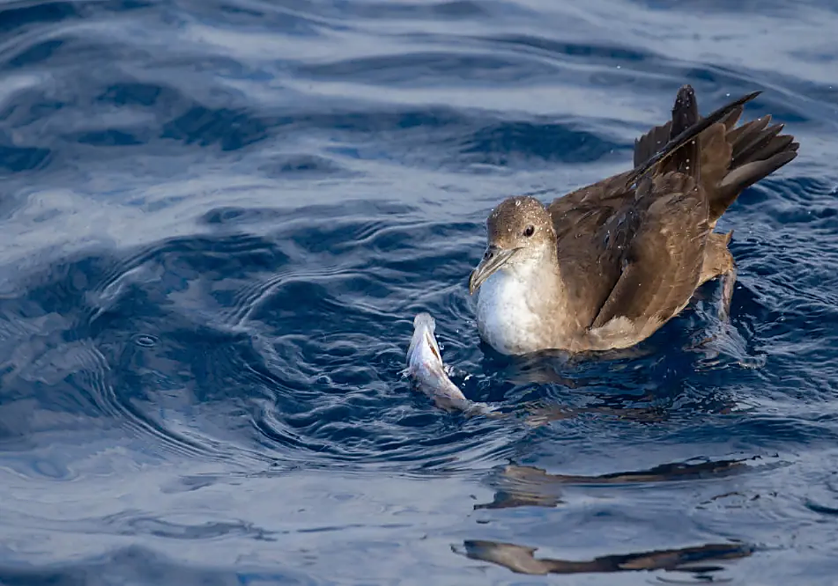 Una especie de pardela balear, el ave marina más amenazada