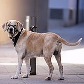 Solo un 18% de los establecimientos permite el acceso de animales de compañía, tras la ley de Bienestar Animal