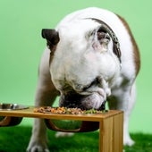 El peligro de los 'perros aspiradora': consejos para que su mascota mastique y no engulla la comida