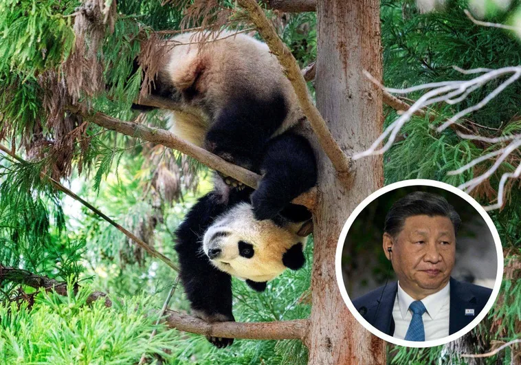 Un oso panda. A la derecha, el presidente chino Xi Jinping