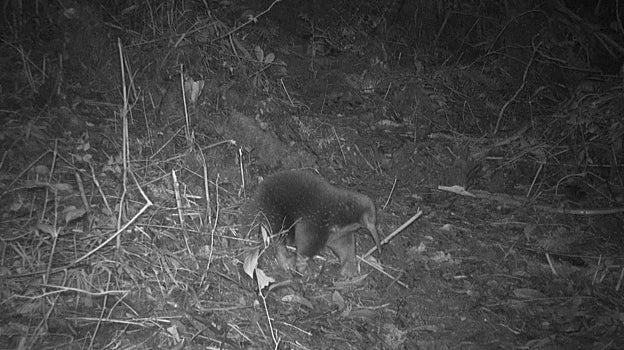 Equidna de hocico largo de Attenborough