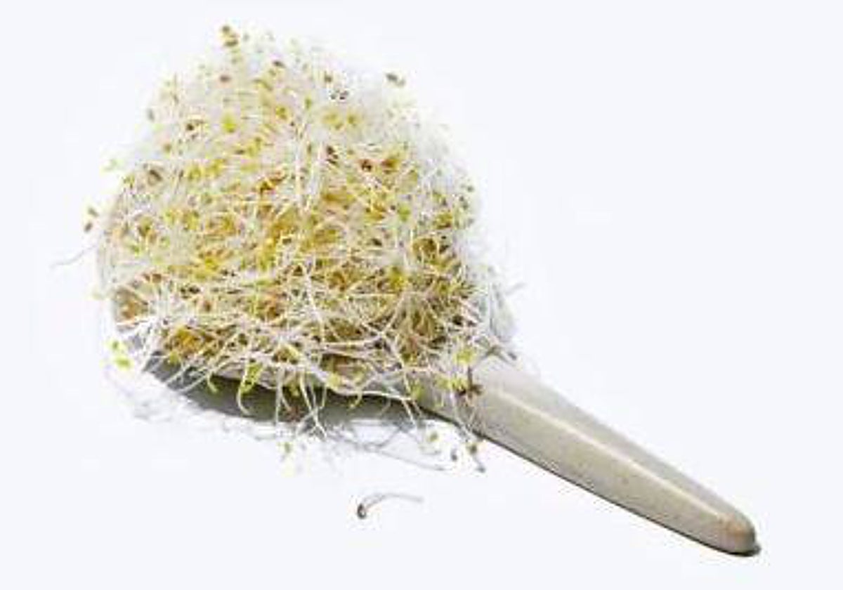 Los germinados, como el de alfalfa, se han puesto de moda