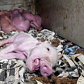 Cerdos con tumores, con gangrena y en estado de descomposición: denuncian a una «granja del terror» de Burgos por maltrato animal