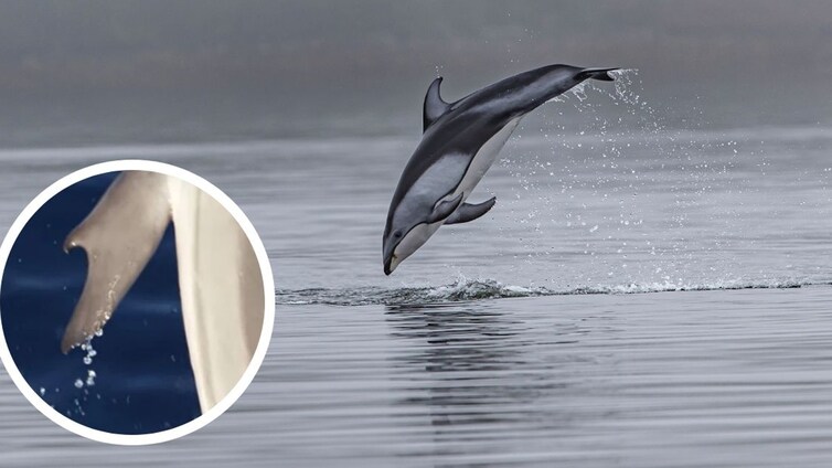 Mutaciones marinas: descubren un delfín con 'pulgares' en una bahía de Grecia