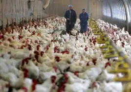 95 aves muertas y 20.000 sacrificadas: Bélgica informa de un brote de gripe aviar en una granja cerca de Francia