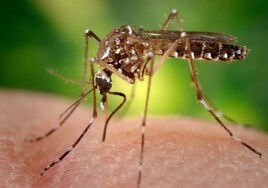 Canarias detecta mosquitos de la fiebre amarilla en Las Palmas