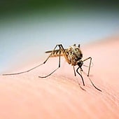 Brasil bate récord de muertes por dengue en 2023, alcanzando más de mil fallecidos