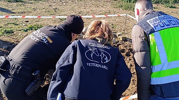 La Policía Nacional desarticula una organización criminal dedicada a la cría y venta ilegal de cachorros